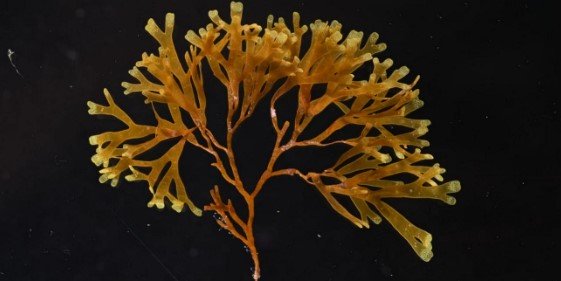 Rugulopteryx okamurae
